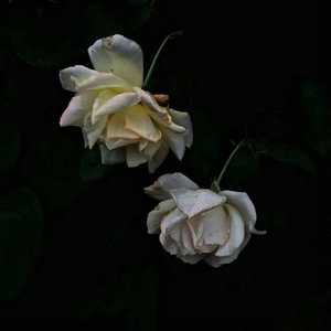 动漫中的吃奶段 无遮暇
